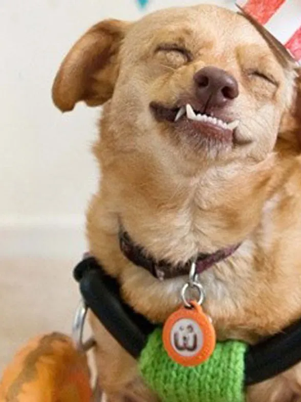 Conoce a Daisy, una perrita que se salvó de ser sacrificada y ahora corre feliz en su silla de ruedas
