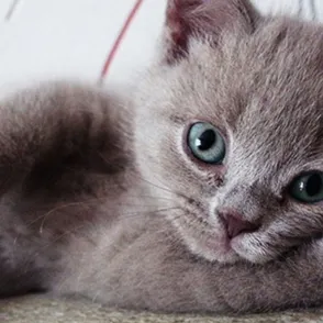 Estos divertidos animalitos posan mirando a cámara como si fueran auténticos modelos