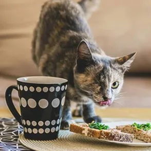 Una artista retrata gatos discapacitados para demostrar que todavía siguen necesitando cariño