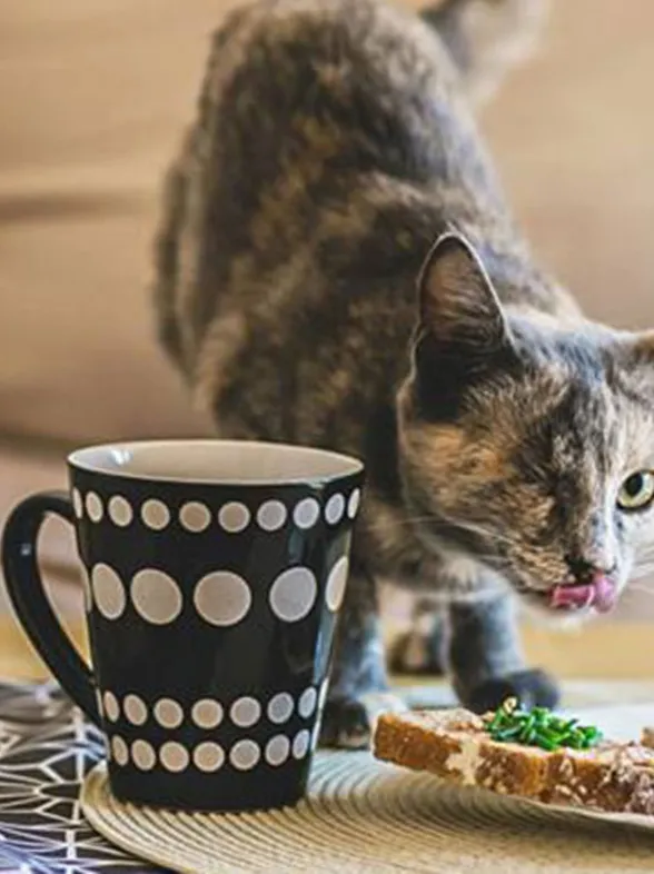 Una artista retrata gatos discapacitados para demostrar que todavía siguen necesitando cariño