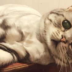 Descubre al adorable Luhu, el gato más triste del mundo