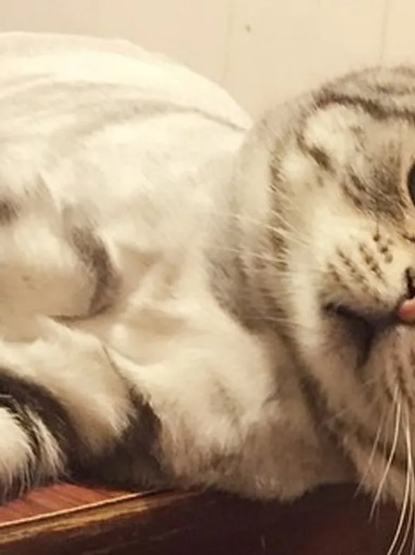 Descubre al adorable Luhu, el gato más triste del mundo