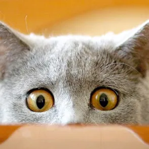 Antes y después: La emocionante transformación de 30 gatos que fueron rescatados
