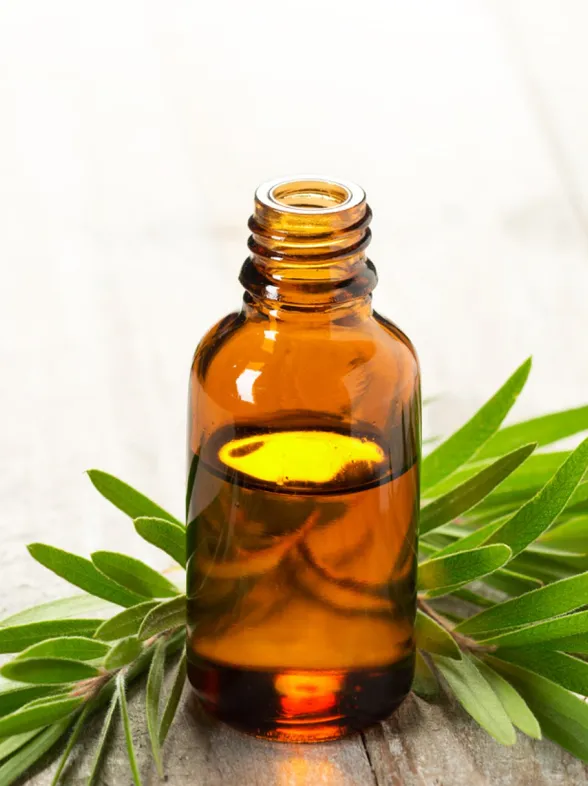 ¿Para que sirve el aceite del árbol del te? 20 usos sorprendentes