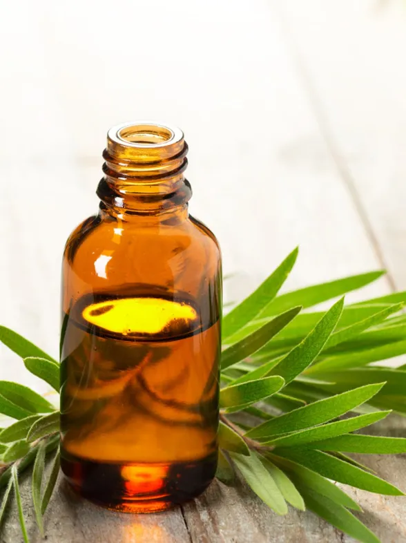 ¿Para que sirve el aceite del árbol del te? 20 usos sorprendentes