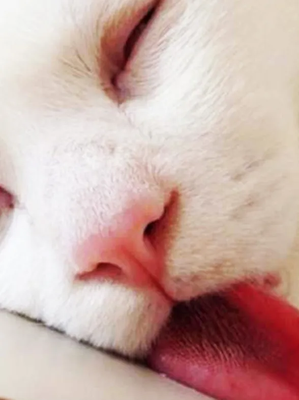 25 gatos con tanto sueño que no tienen ni idea de donde acabaron dormidos