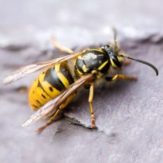 9 Hausmittel gegen Wespen: Die vertreiben sie effektiv!