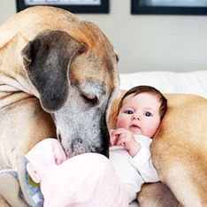 22 grandes mascotas cuidan de los más pequeños de la casa