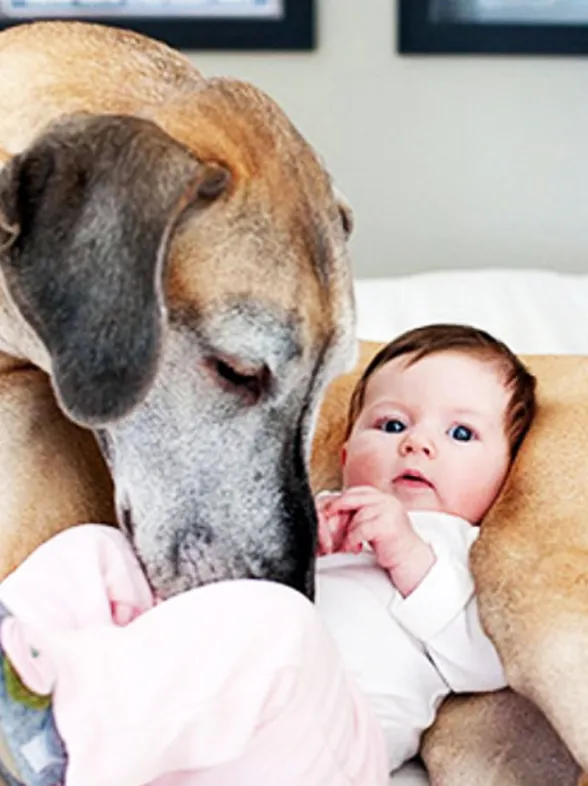 22 grandes mascotas cuidan de los más pequeños de la casa