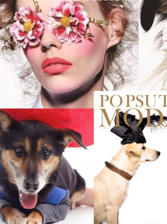¿Y si un perro abandonado fuera portada de una revista de moda?