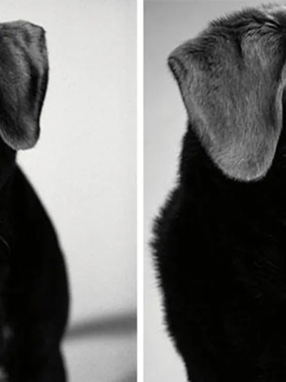 Ellos también envejecen: el conmovedor proyecto sobre mascotas que te emocionará