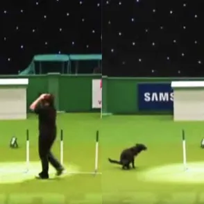 Dog Answers Call Of Nature During Crufts Competition, Ruins Owner's Dream Of Winning Top Prize