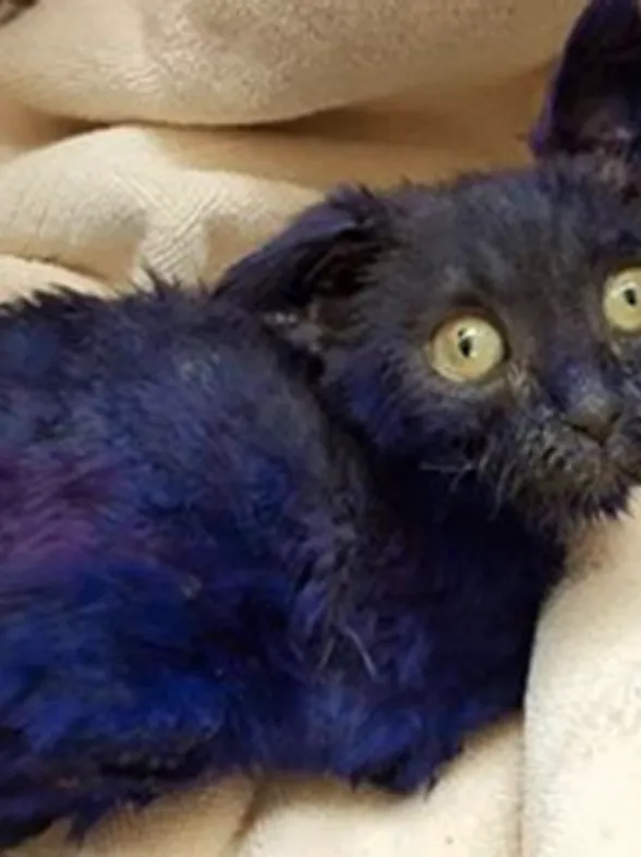 These Photos Of The Rescue Of An Abused Kitten Will Break Your Heart Then Put It Back Together