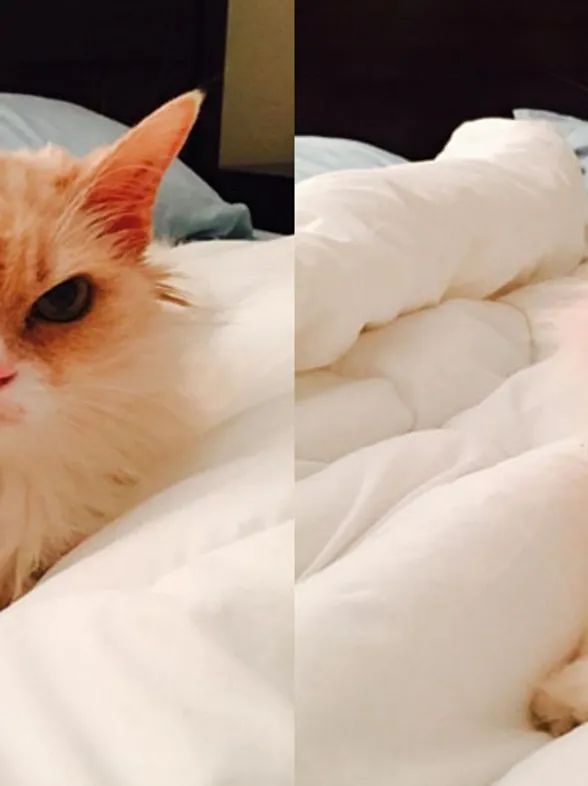 Instagram Has Gone Nuts Over The New Grumpy Cat. Meet Angry Pearl.