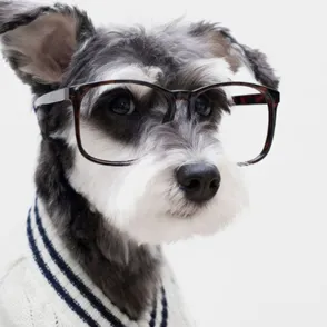 Las mascotas más estilosas de Instagram