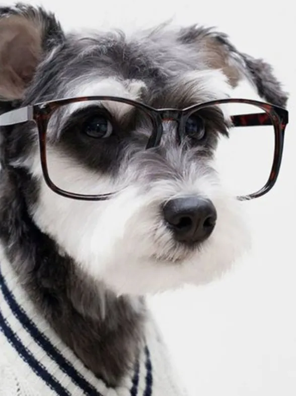 Las mascotas más estilosas de Instagram