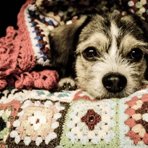 ¡Cozy, cozy! 20 accesorios "gustosos" para crear un ambiente acogedor