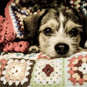 ¡Cozy, cozy! 20 accesorios "gustosos" para crear un ambiente acogedor