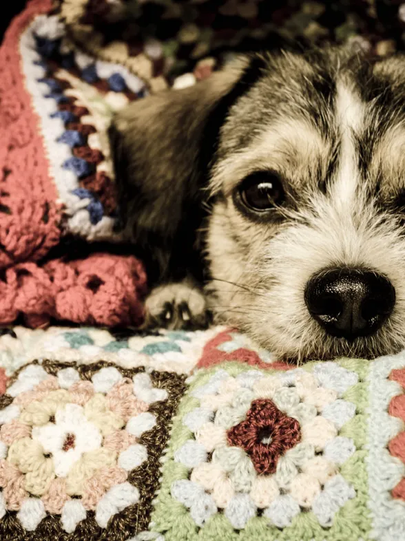 ¡Cozy, cozy! 20 accesorios "gustosos" para crear un ambiente acogedor