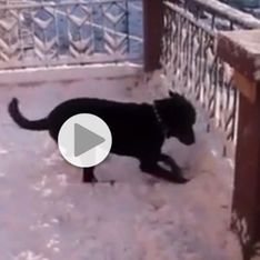 Ce chien voit la neige pour la première fois, et visiblement il adore ça (Vidéo)