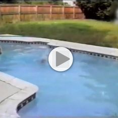 Une chienne sauve son petit de la noyade en se jetant à l'eau (Vidéo)