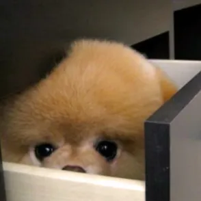 20 mascotas convencidas de estar muy bien escondidas