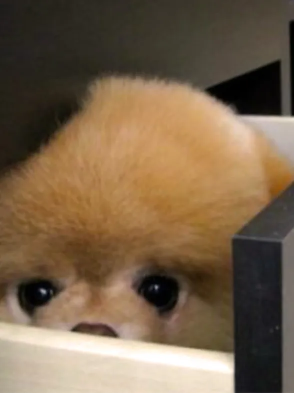 20 mascotas convencidas de estar muy bien escondidas
