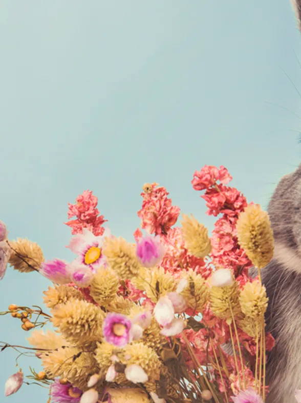 A Bunny Rabbit Spa Is About To Open In London
