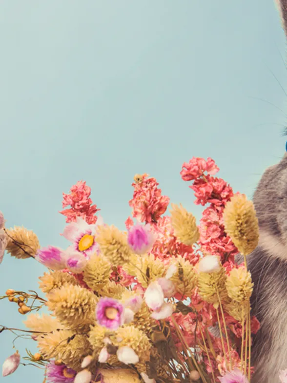 A Bunny Rabbit Spa Is About To Open In London