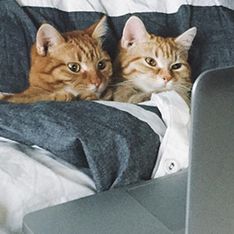 Love is in the cat... ¡Las 50 mejores fotos de gatos enamorados!