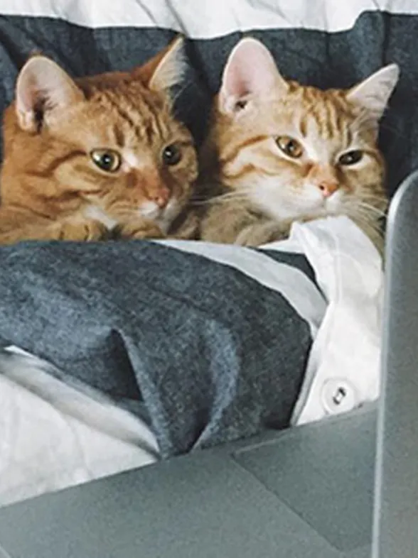 Love is in the cat... ¡Las 50 mejores fotos de gatos enamorados!