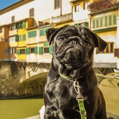 10 lugares perfectos para viajar con tu perro