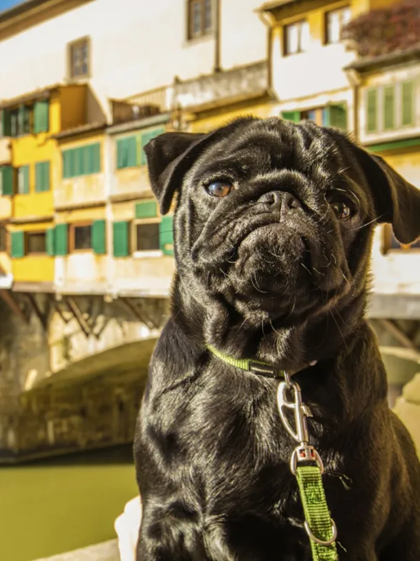 10 lugares perfectos para viajar con tu perro