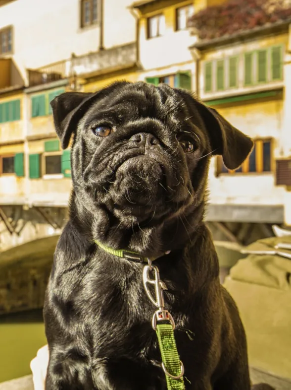10 lugares perfectos para viajar con tu perro