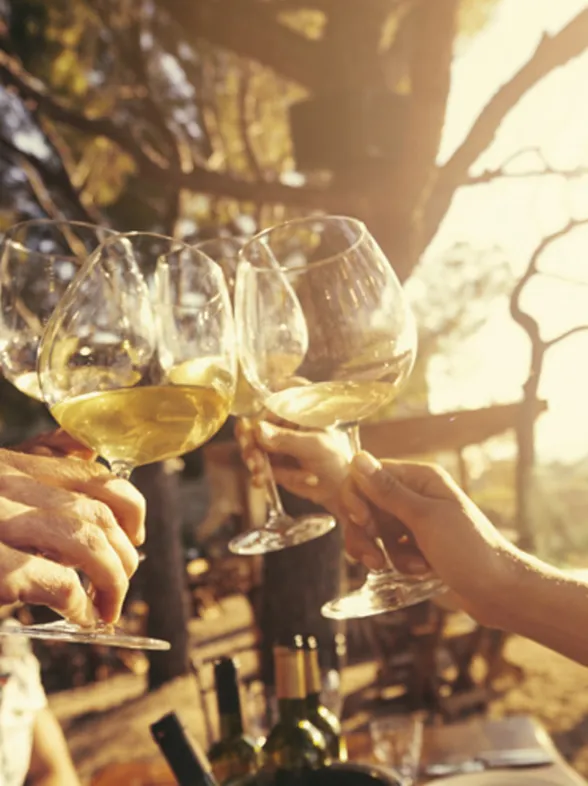 Estos son nuestros vinos favoritos y te contamos por qué