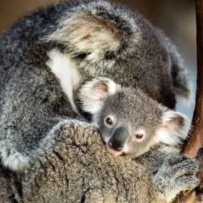 Las mejores y más tiernas fotos de animales con sus mamás