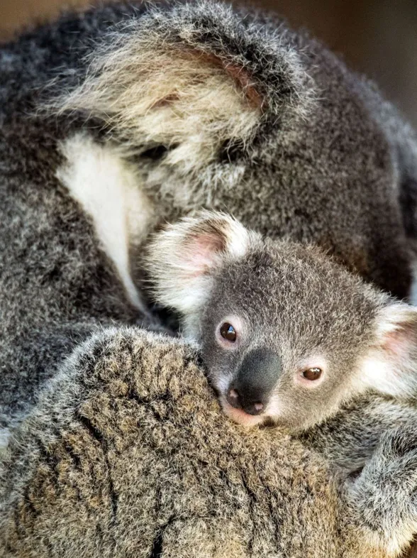 Las mejores y más tiernas fotos de animales con sus mamás