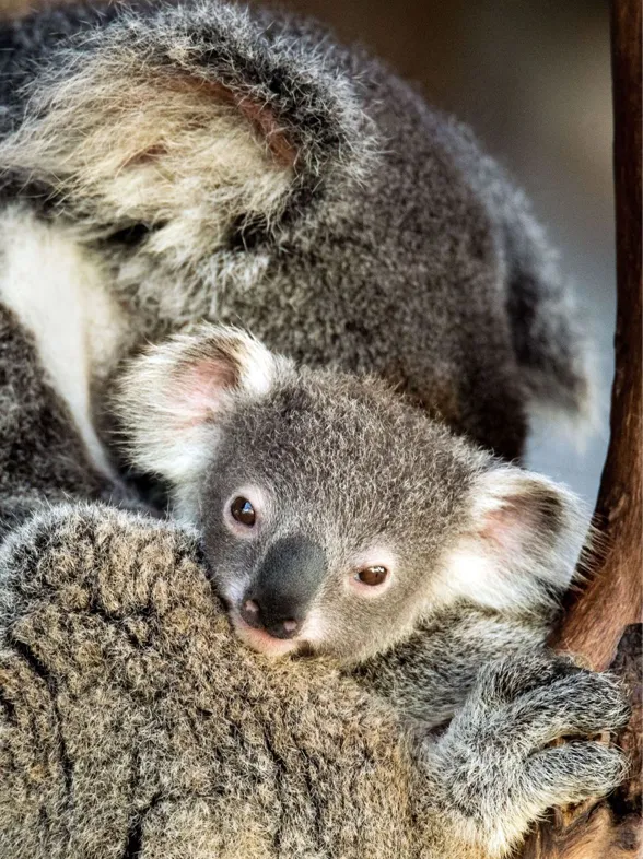 Las mejores y más tiernas fotos de animales con sus mamás