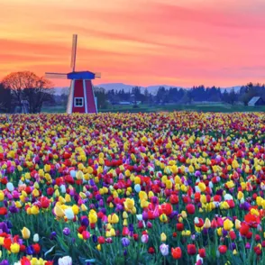 ¡Flower Power! Estos 35 increíbles paisajes llenos de color harán de la primavera tu estación favorita