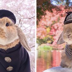 PuiPui, el conejo más hipster y cool del planeta