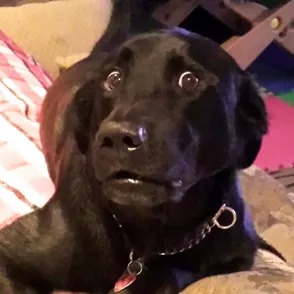 ¡Yo no he sido! 20 cachorros pillados con las patas en la masa