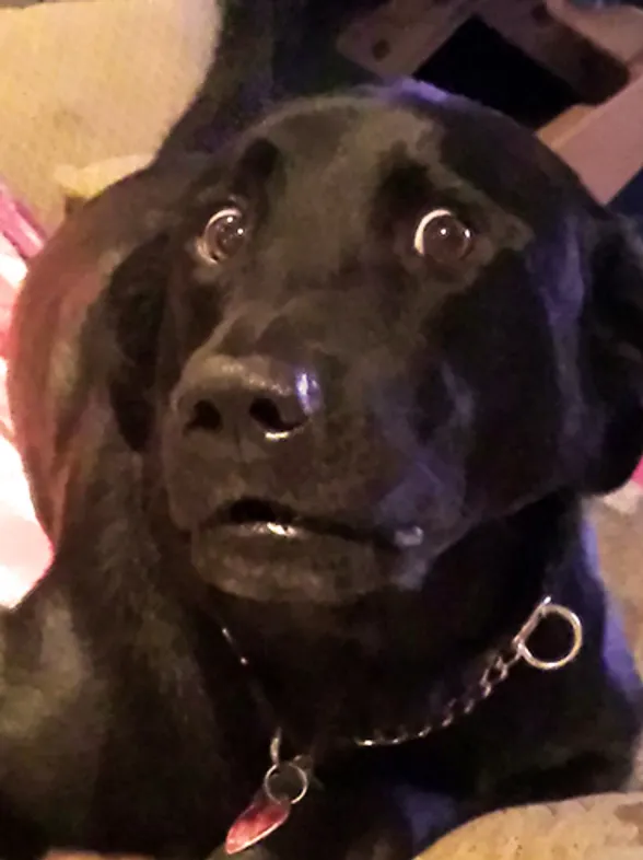 ¡Yo no he sido! 20 cachorros pillados con las patas en la masa