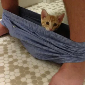 35 imágenes de gatos que invadieron sin ningún pudor tu espacio personal
