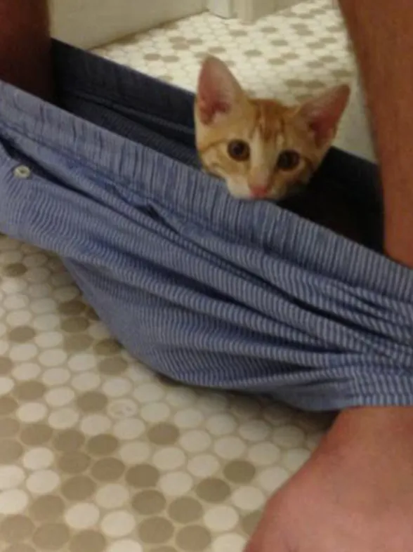 35 imágenes de gatos que invadieron sin ningún pudor tu espacio personal