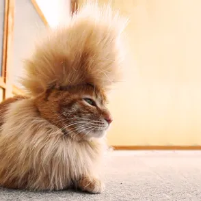 30 animales con pelazo a los que envidiaría la mismísima Beyonce