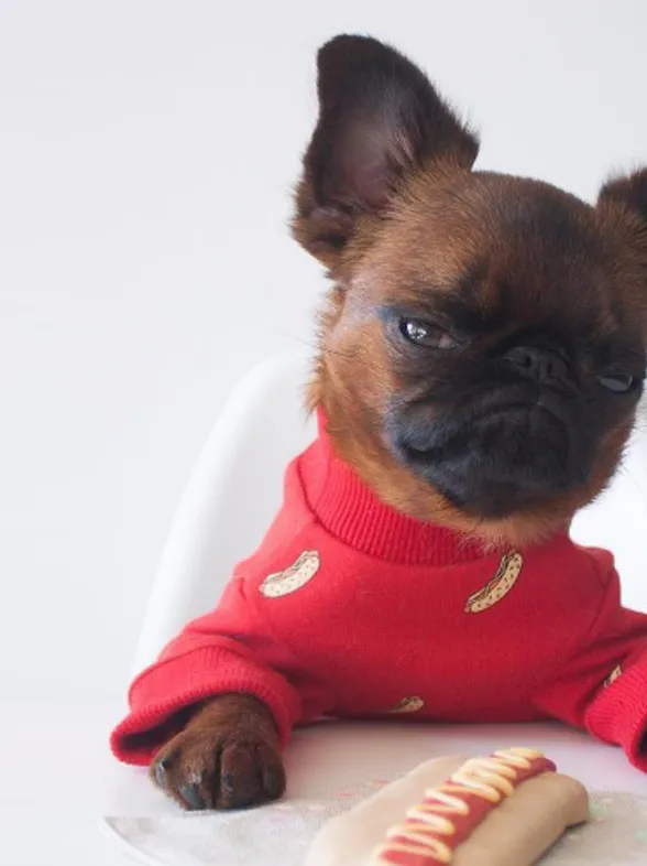 Conoce a Gizmo, el perrito gruñón que causa furor en todo el mundo