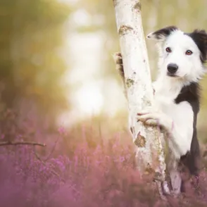 30 preciosas fotografías que te alucinarán si te encantan los perros