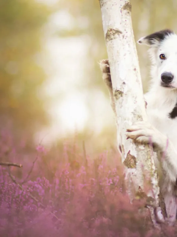 30 preciosas fotografías que te alucinarán si te encantan los perros