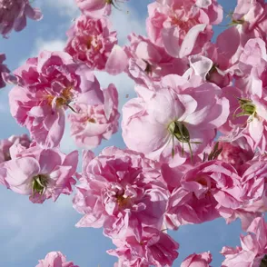 Louis Vuitton sacará a la luz el mejor perfume del mundo