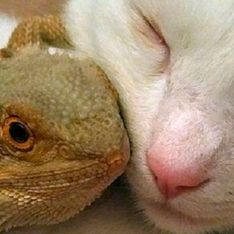 Gato e lagarto são melhores amigos